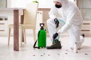 DIY Pest Control: Safe and Effective Solutions - Hous Equipped